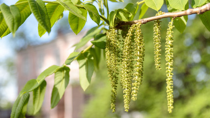 Obraz premium Catkins of Juglans mandshurica tree with young green leaves spreading pollen, soft focus. Bloom, spring allergy.