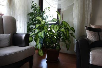 close-up difenbahya flower leaves, home ornamental plants,