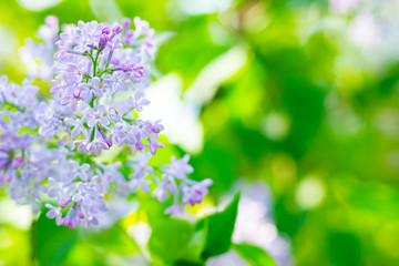 Spring branch of blossoming lilac. Lilac flowers bunch over blurred background. Purple lilac flower with blurred green leaves. Valentine's day. Copy space