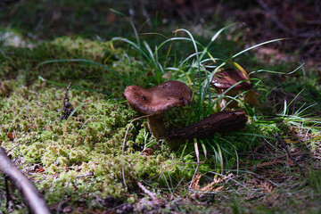 Close-up of a mushroom under sunlight surrounded by green grass.
