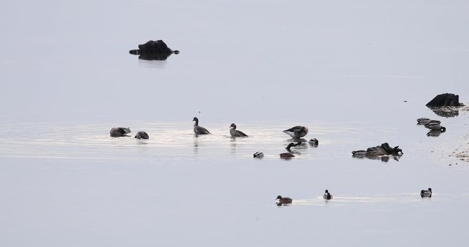 oie cendr&eacute;e en baignade