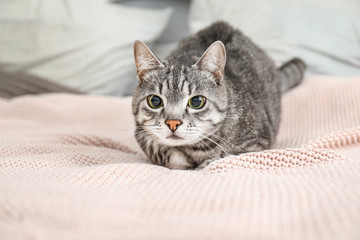 Cute cat on bed at home