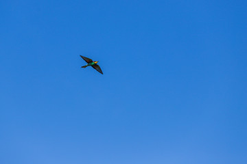 Merops apiaster colorful bird on nice green background with beautiful bokeh 