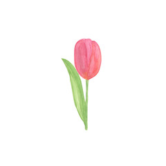 A tender red tulip flower, hand drawn watercolor illustration on the white background, a single object, simple ornament