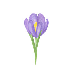 Watercolor illustration, isolated violet crocus flower, hand drawn simple springtime image, first spring garden plant, floral pattern