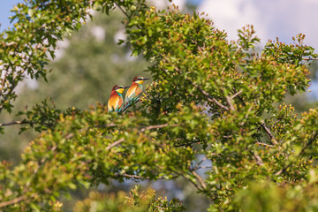 Merops apiaster colorful bird on nice green background with beautiful bokeh 