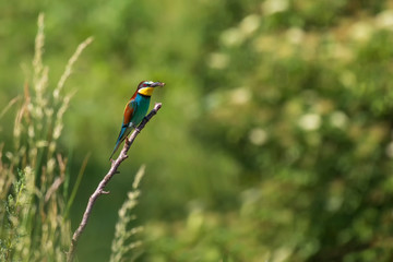 Merops apiaster colorful bird on nice green background with beautiful bokeh 