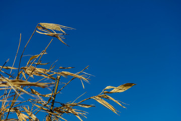 Yellow dry bamboo reeds