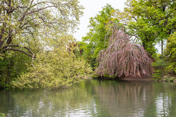 tree in a pond