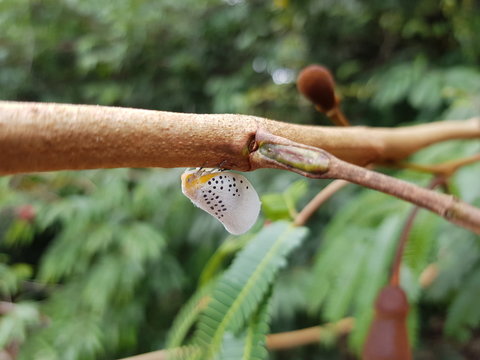 Flatid Planthopper, (Poekilloptera phalaenoides) river bank Rio Negro, Praia da Lua Manaus. Amazon - Brazil, January 28, 2020