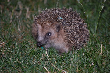 hedgehog in the grass