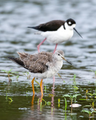 Black necked stilt and a greater yellow legs wade in the shallow waters of a pond