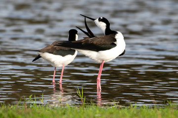 Black necked stilts preen on the shore