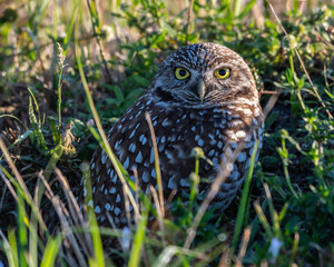 Burrowing owl on guard outside his burrow