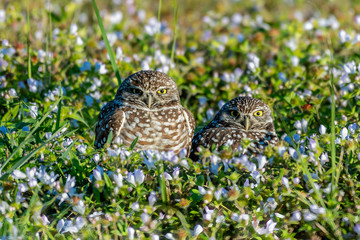 Pair of burrowing owls in a patch of flowers