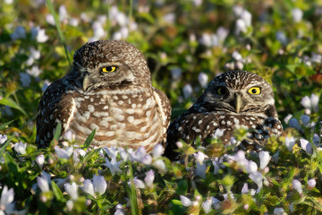 Pair of burrowing owls in a patch of flowers - close up