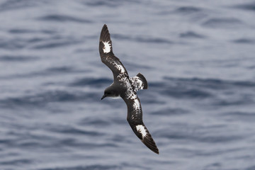 Cape Petrel flying in the Southern Ocean