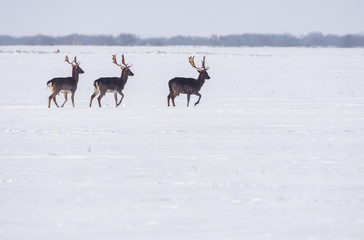 Group of wild deer in winter landscape, on the field outside the forest