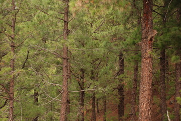 green trees in the forest