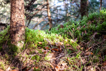 Naklejka na ściany i meble beautiful bright green moss on ground in forest