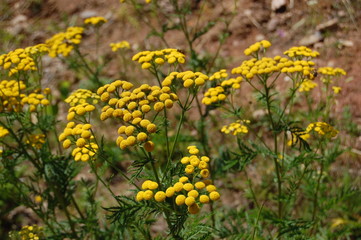 Obraz premium yellow flowers in garden