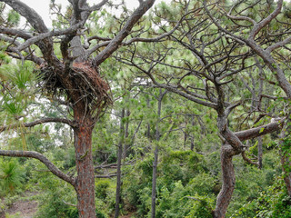 Fototapeta premium Old Eagle nest 2