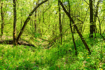 Obraz premium View on green forest at summer