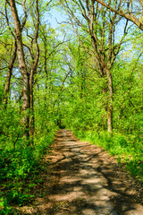 Fototapeta premium Dirt road in a forest on summer