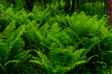 Green fern plants in the forest on spring
