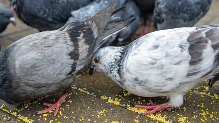 One dove rested against anothe dove in the tail. Business and finance concept.
