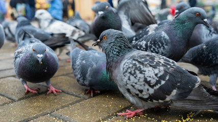 Many pigeons peck millet on sidewalk. Business and finance concept.