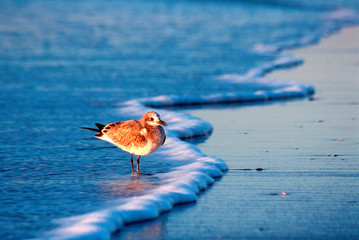 Ocean and Morning Light