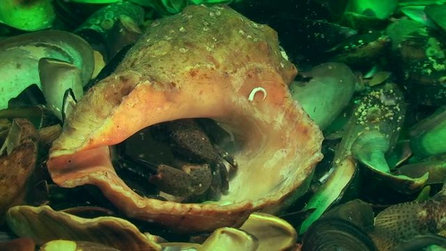 The crab (Xantho poressa) hides from Black goby in the snail shell.