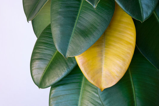 Yellow wilted leaf on green rubber ficus plant (Ficus elastica, Assam rubber, Indian rubber tree), houseplants life cycle