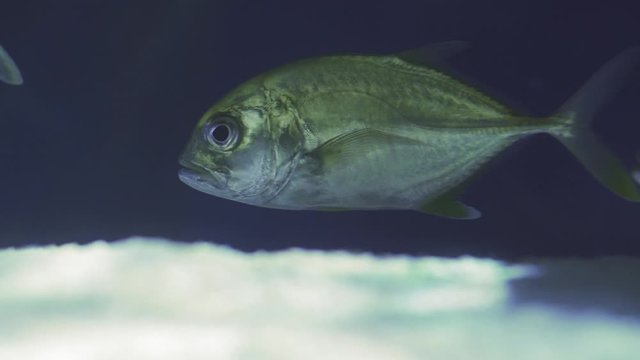 School Of Snub Nosed Dart, Oyster Cracker, Snubnosed Pompano. Close up of a fish swimming. Tour of the fish tank. Pisces swim in the aquarium. A pond with a closeup of marine fish with blue backlight.