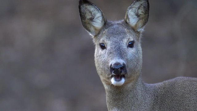 Roe deer feeding on corn