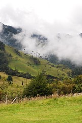 Cocora