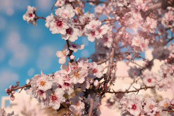 Spring blossom background. Beautiful nature scene with blooming tree on sunny day. Spring flowers. Beautiful orchard in Springtime. Abstract background.