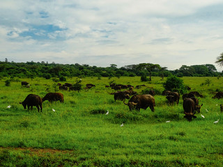 Naklejka na ściany i meble Syncerus caffer, Kaffernbüffel, auch Schwarzbüffel, Afrikanischer Büffel oder Steppenbüffel Herde auf einer Wiese im Nairobi Nationalpark Tanzania