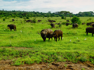 Syncerus caffer, Kaffernbüffel, auch Schwarzbüffel, Afrikanischer Büffel oder Steppenbüffel Herde auf einer Wiese im Nairobi Nationalpark Tanzania