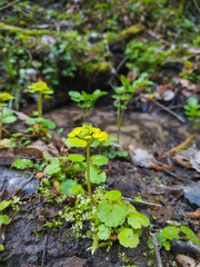 golden saxifrage medicinal plant in spring at water source