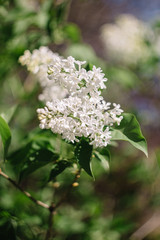 Green branch with spring lilac flowers