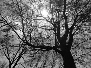 Trees and Winter Light #2