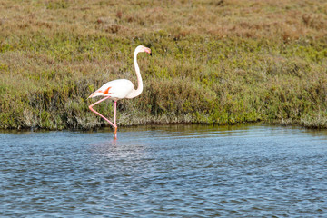 Obraz premium Flamant rose sur une patte
