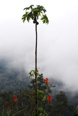Cocora