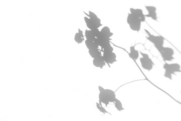 Overlay effect for photo. Gray shadows of the orchid flower twig and leaves on a white wall....