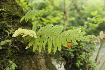 Nature1