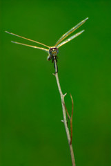 Dragonfly on a stick with blurred background