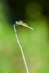 Dragonfly on a stick with blurred background