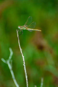 Dragonfly on a stick with blurred background